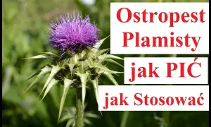 Ostropest: Jak zażywać skutecznie i bezpiecznie? Poradnik