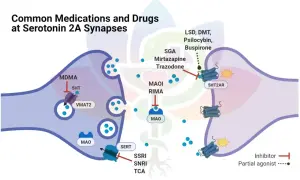Ilustracja pokazuje, jak psylocybina i inne substancje wpływają na synapsy serotoninowe 2A, działając na receptory.