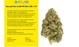 THC w medycznej marihuanie: Ile procent w aptece i co to znaczy?