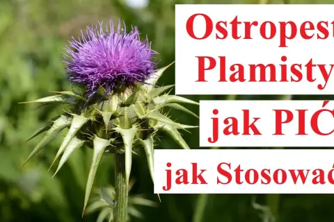 Ostropest: Jak zażywać skutecznie i bezpiecznie? Poradnik
