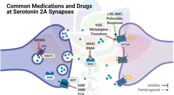 Ilustracja pokazuje, jak psylocybina i inne substancje wpływają na synapsy serotoninowe 2A, działając na receptory.