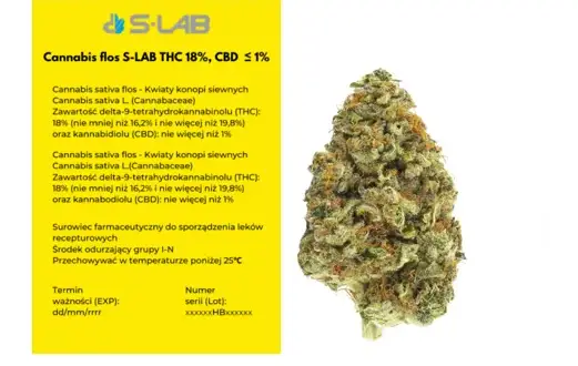 THC w medycznej marihuanie: Ile procent w aptece i co to znaczy?