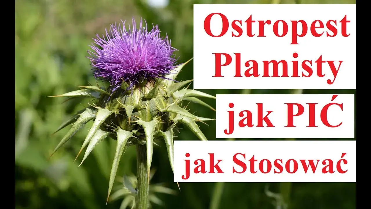 Ostropest: Jak zażywać skutecznie i bezpiecznie? Poradnik