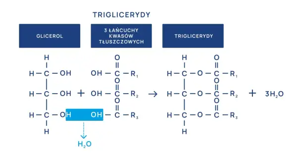 Schemat syntezy triglicerydów z glicerolu i kwasów tłuszczowych. Normy triglicerydów są kluczowe dla zdrowia.
