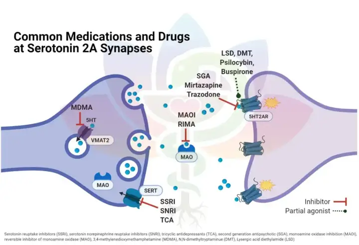 Ilustracja pokazuje, jak psylocybina i inne substancje wpływają na synapsy serotoninowe 2A, działając na receptory.